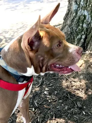 Holly *Adopt or Foster*