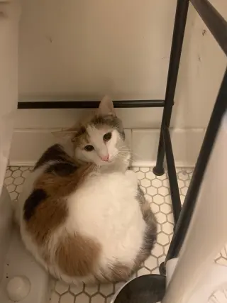 Pebbles the Cat