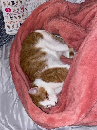 Tigger