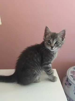 Thunder Cat (TC)