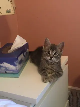 Thunder Cat (TC)