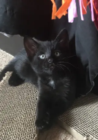 Leia
