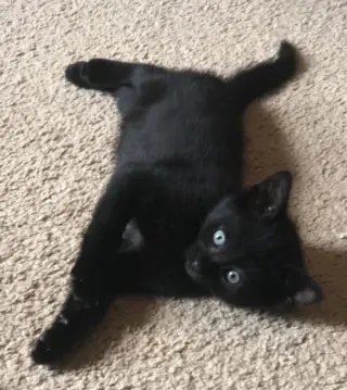 Leia