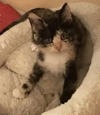 Fury