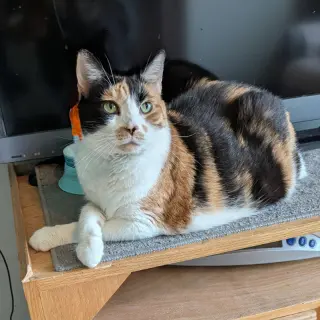 Miss Debbie