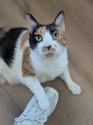 Miss Debbie