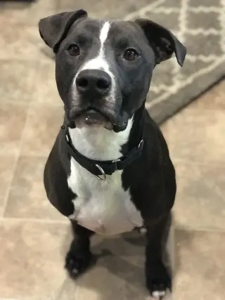 Champ