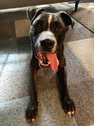 Champ