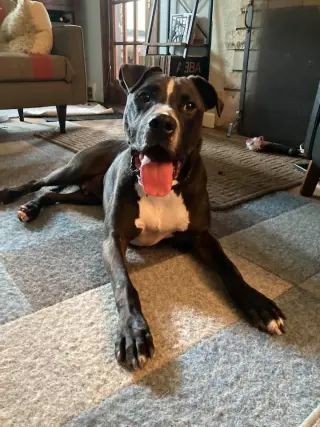 Champ