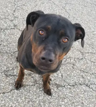 Bubba