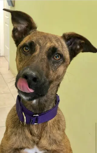 Nala