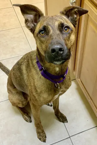 Nala
