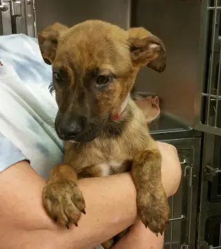 Nala