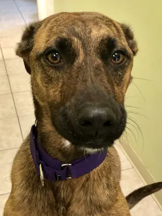 Nala