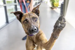Nala