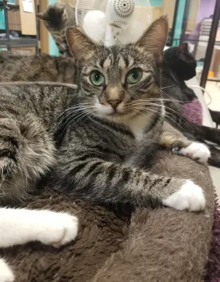 Yoda