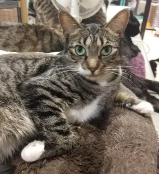 Yoda