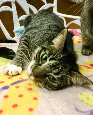 Yoda