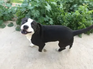 Hercules