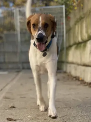 Duke