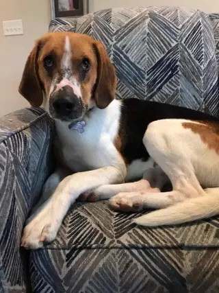 Duke