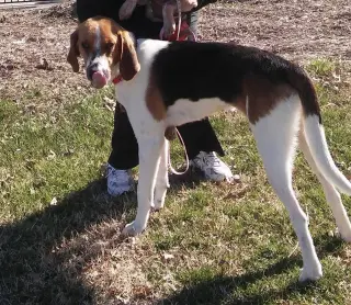 Duke