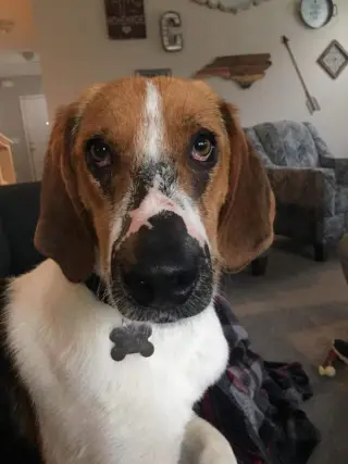 Duke