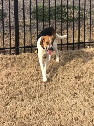 Duke
