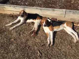 Duke