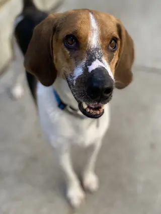 Duke