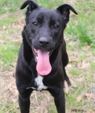 Roxie