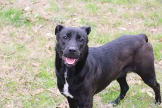 Roxie