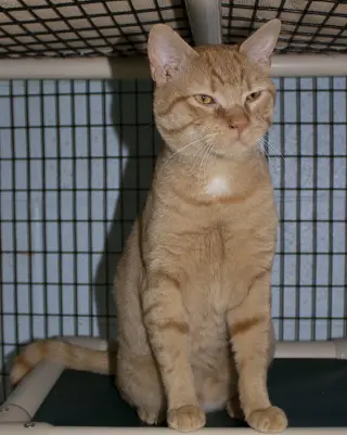 Milo