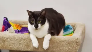 Whisp