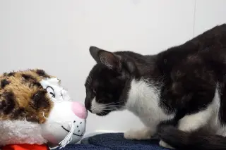 Whisp