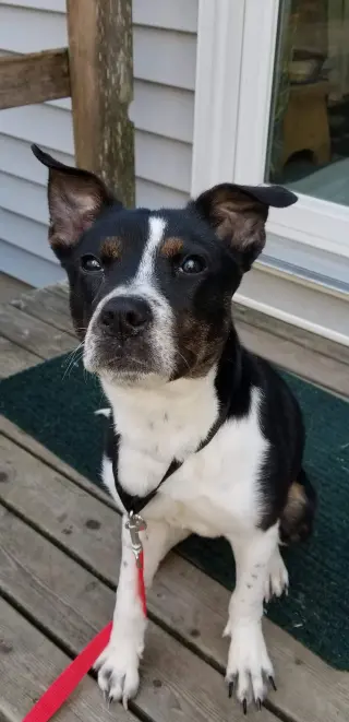 MAGGIE (SHIRLEY  - Boston Terrier mix)
