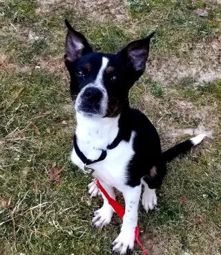 MAGGIE (SHIRLEY  - Boston Terrier mix)