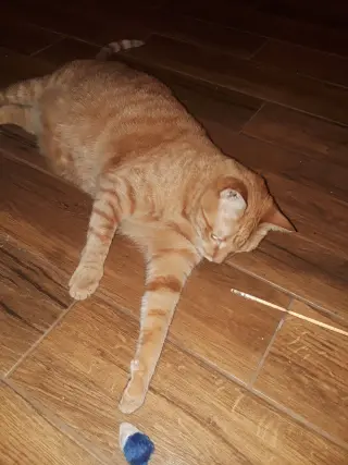 Neb