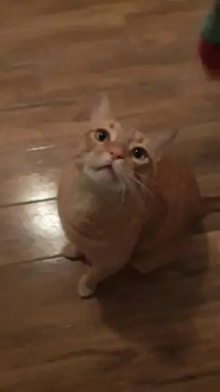 Neb