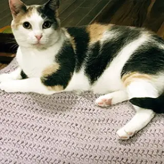Peigi