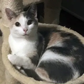Peigi