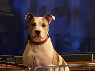 Holly