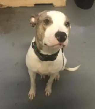 Holly