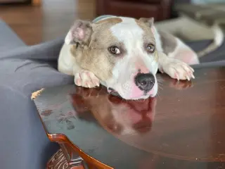 Holly
