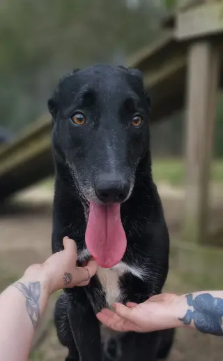 Ace