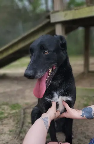 Ace