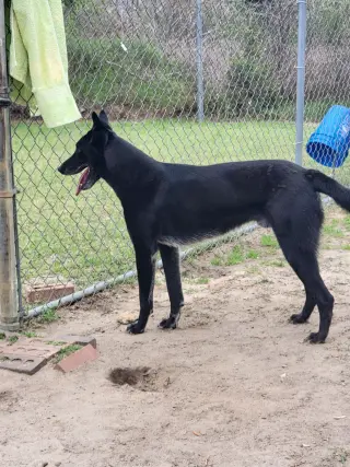 Ace