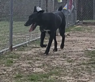 Ace