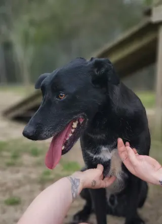 Ace