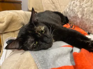 Twixxie